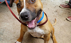 Meet Chanel (adopted)