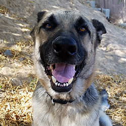 Meet Kyle (adopted)