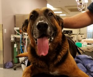 Neko’s Spinal Surgery and After-Care