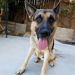 Meet Striker (adopted)
