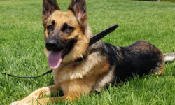 Meet Heidi (adopted)