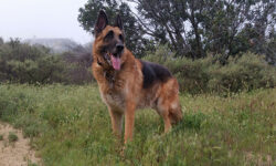 Is A German Shepherd Right For You?
