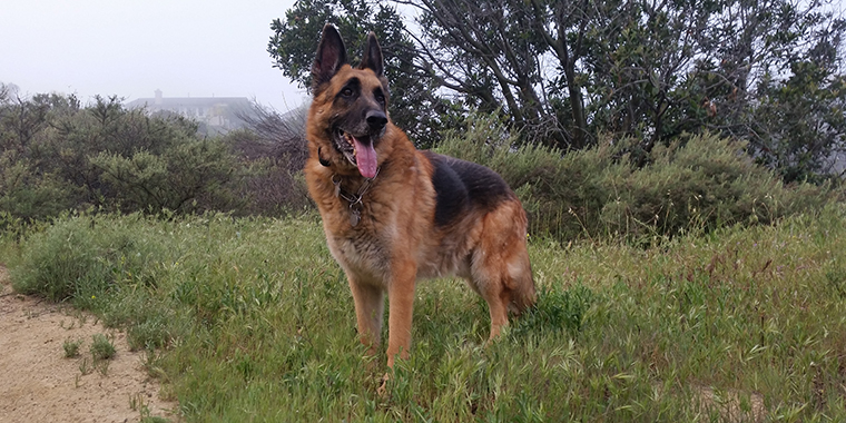 Is A German Shepherd Right For You?
