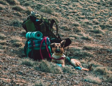 Traveling with Your German Shepherd